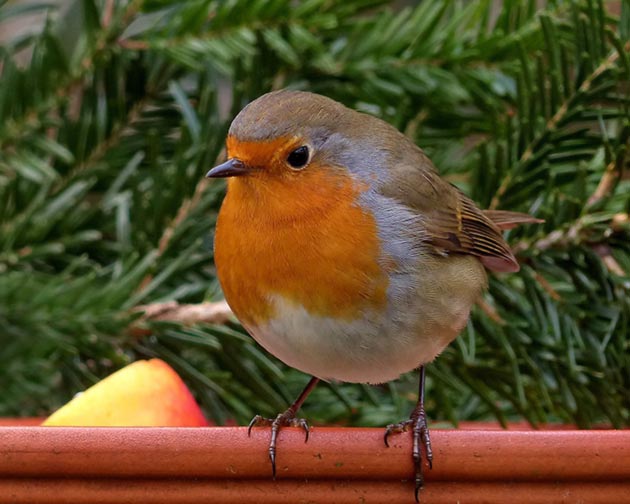 robin